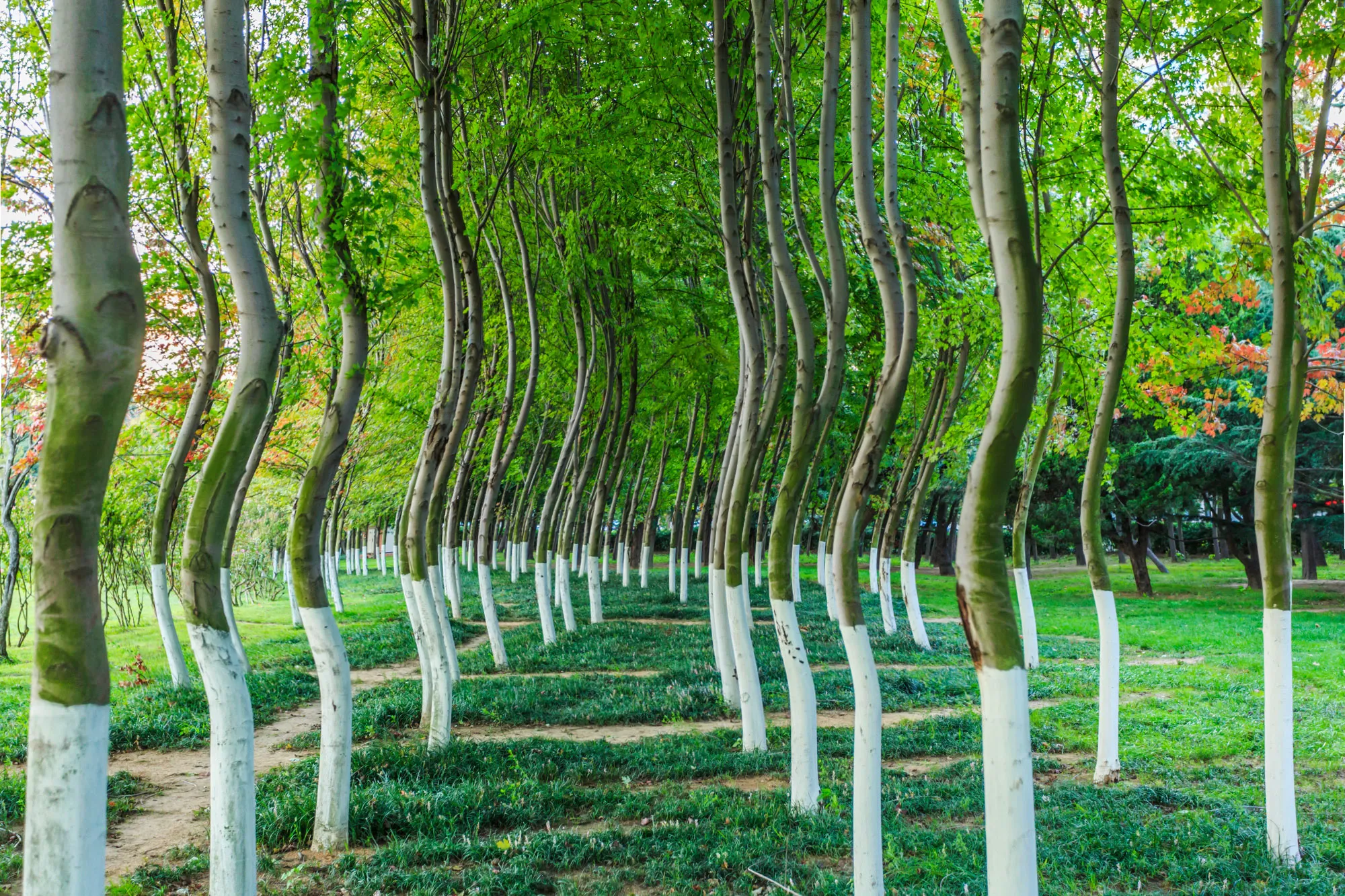 A row of slender trees with trunks that appear wavy and distorted, simulating the warped vision caused by metamorphopsia.